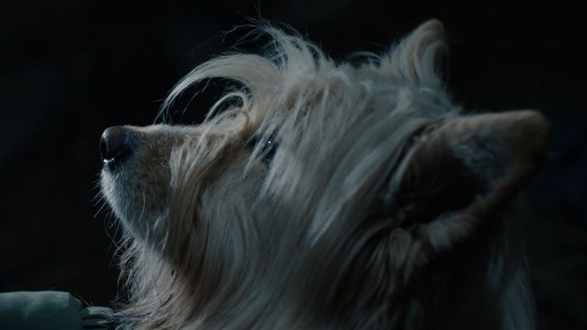 Immagine dal film